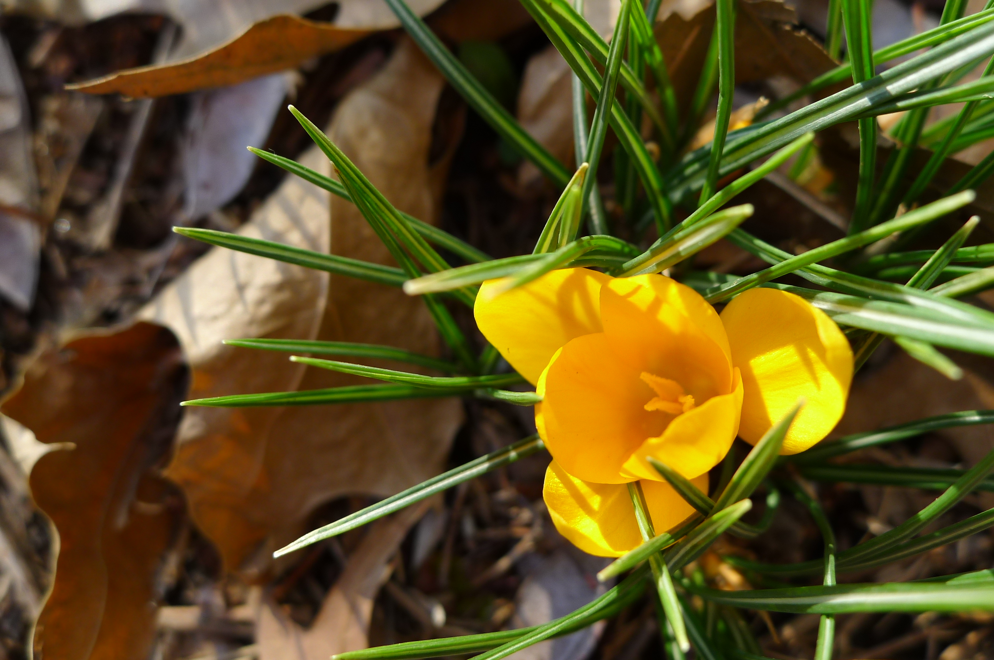 another old friend returning is the crocus by the door